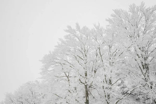 Дерево Покрите Снігом Зимовий День Шторму Лісових Горах — стокове фото