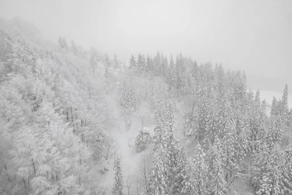 Árvore Coberta Neve Dia Tempestade Inverno Nas Montanhas Floresta — Fotografia de Stock