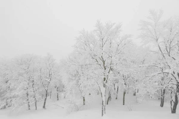 Árvore Coberta Neve Dia Tempestade Inverno Nas Montanhas Floresta — Fotografia de Stock