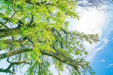 Mavi gökyüzü güzel ağaçlar şube .