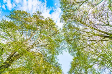Mavi gökyüzü güzel ağaçlar şube .