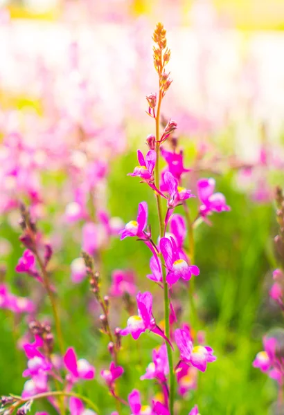 Schöne rosa Blüte . — Stockfoto