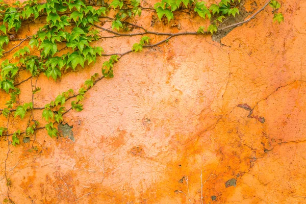 古い石の壁の葉 . — ストック写真