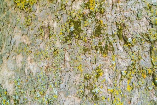緑の苔でテクスチャ木材 . — ストック写真
