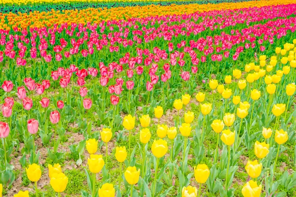 Krásnou kytici tulipánů v jarní sezóně . — Stock fotografie