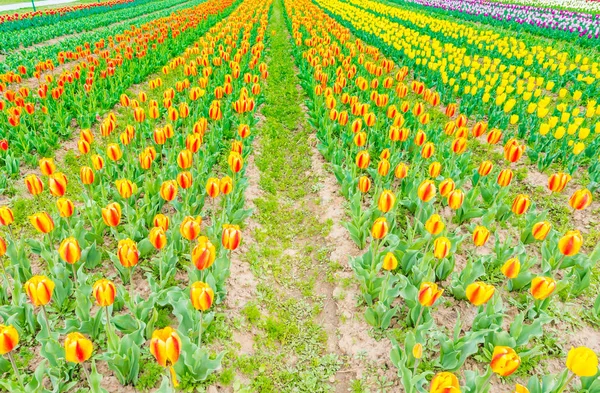 Krásnou kytici tulipánů v jarní sezóně . — Stock fotografie