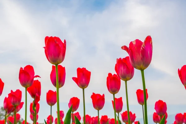 Hermoso ramo de tulipanes en temporada de primavera  . — Foto de Stock