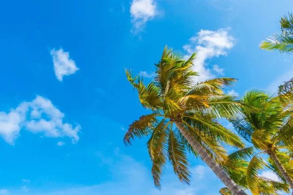 Wunderschöne Tropische Malediven Insel Weißer Sandstrand Und Meer Mit Palmen — Stockfoto