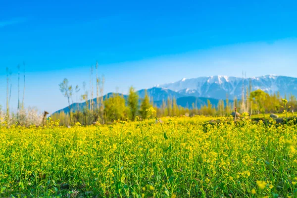 Krásný strom a sněhem pokryta hory krajina Kašmíru stat — Stock fotografie