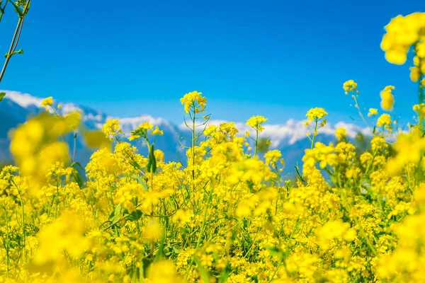 芥子气场美丽雪覆盖山景观 K — 图库照片#