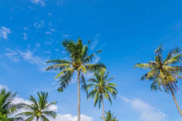 Kokosnussbaum über blauem Himmel . — Stockfoto