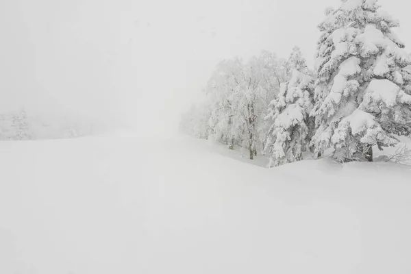 Träd täckta med snö storm vinterdag i skogen berg — Stockfoto