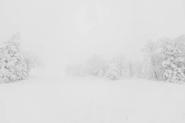 Árvore coberta de neve no dia da tempestade de inverno nas montanhas da floresta — Fotografia de Stock