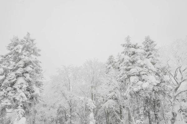 나무 숲 산에 겨울 폭풍 날에 눈으로 덮여 — 스톡 사진