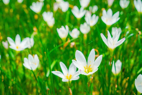 Bellissimi Fiori Mazzo Bianco Sfondo Erba Verde — Foto Stock