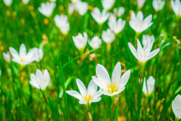 Mooie Witte Bos Bloemen Groen Gras Achtergrond — Stockfoto