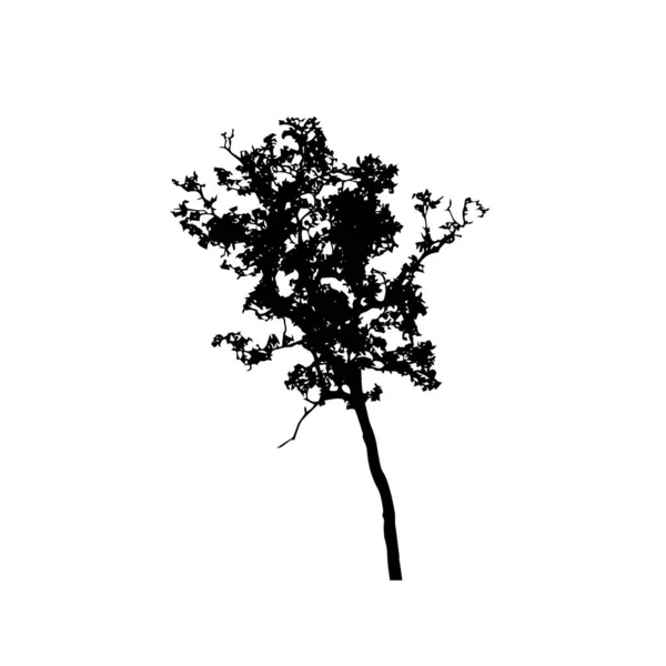 Sílhuetas Árvores Fundo Branco Desenho Ilustração Vetorial —  Vetores de Stock