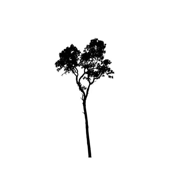 Sílhuetas Árvores Fundo Branco Desenho Ilustração Vetorial — Vetor de Stock