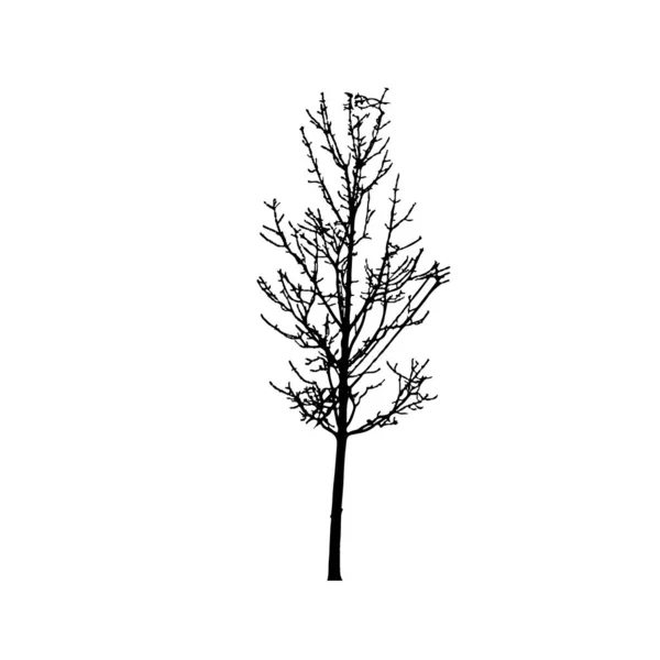 Baumsilhouetten Auf Weißem Hintergrund Vektor Illustrationsdesign — Stockvektor