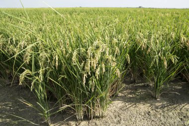 pirinç çeltik görünümü