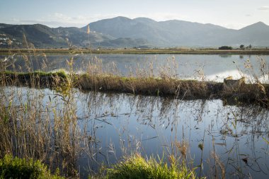 pirinç çeltik yosun