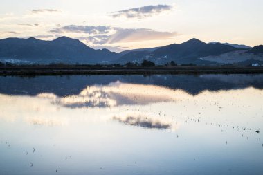 pirinç çeltik yosun