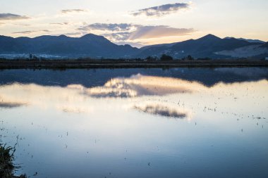 pirinç çeltik yosun