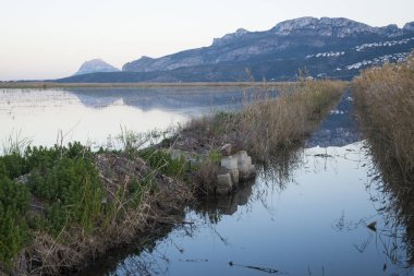 pirinç çeltik yosun