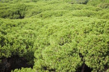 Çim sahada büyüyen tam kare çekim