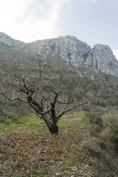 La vall de gallinera — ストック写真