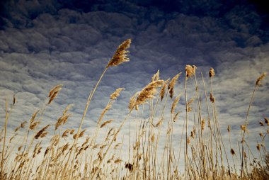 Reed bahar gökyüzünde