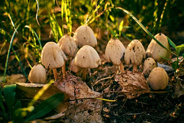 Cogumelos após a chuva — Fotografia de Stock