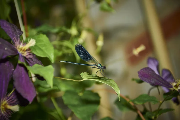 Libelle auf der Zweigblume — Stockfoto