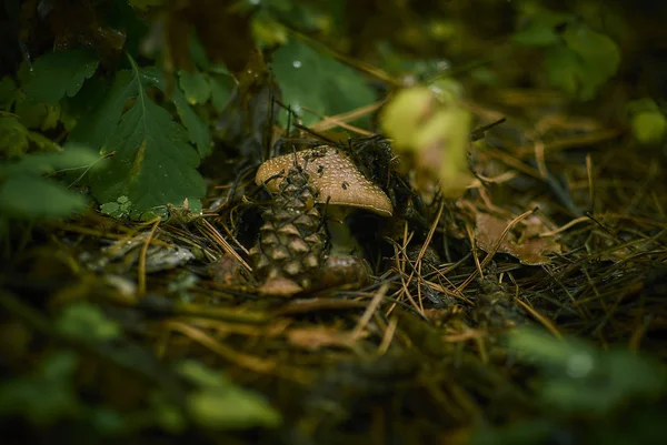 Fly agaric mushroom — Stock Photo, Image