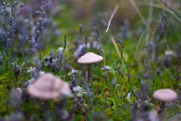 Små svampe paddestol varmt efterår - Stock-foto