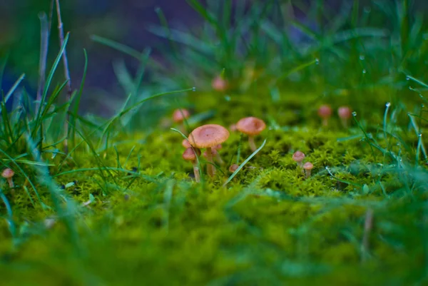 Small mushrooms toadstool warm autumn — Stock Photo, Image