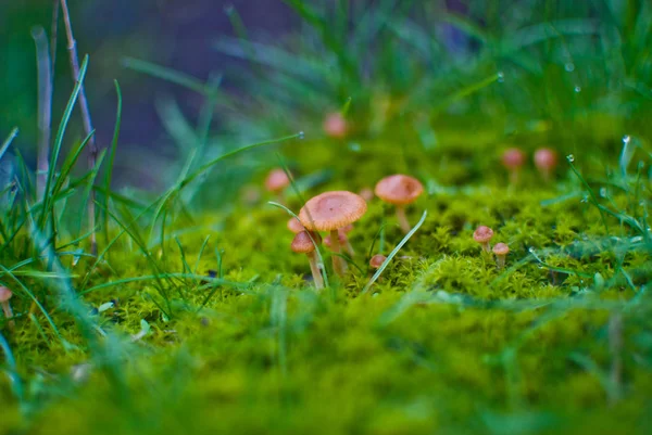 Small mushrooms toadstool warm autumn — Stock Photo, Image