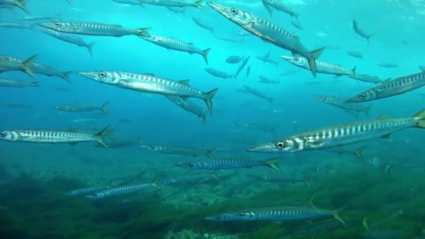 Diving in the Mediterranean Sea  - Barracudas — Stock Video
