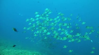 Akdeniz - iki şeritli seabrams dalış