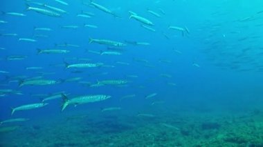 Akdeniz - Barracudas dalış