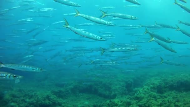 Diving in the Mediterranean Sea - Barracudas — Stock Video