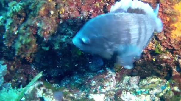 Дайвінг в Середземному морі - Мурена вугор в синій seabream — стокове відео