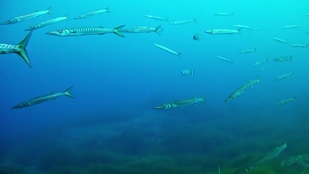 Tauchen im Mittelmeer - Barrakudas — Stockvideo