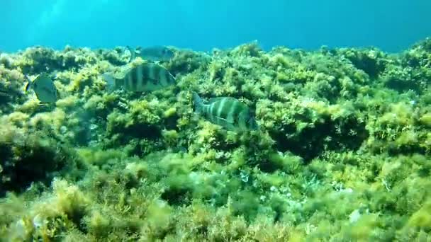 Buceo en el Mar Mediterráneo - Seabram imperial — Vídeo de stock