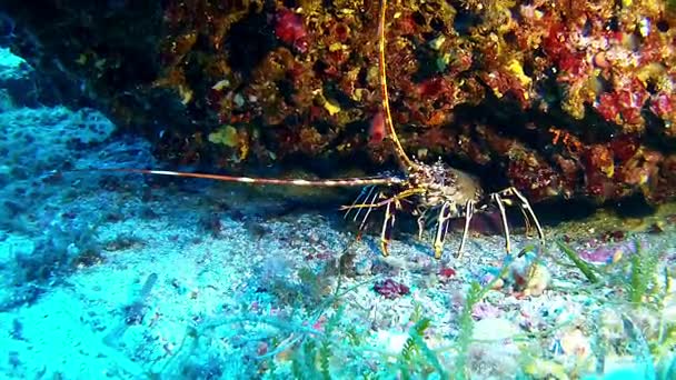 Buceo en el Mar Mediterráneo - Langosta — Vídeo de stock