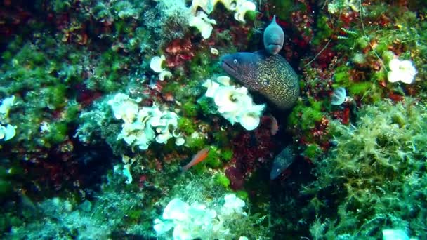 Diving in the Mediterranean Sea - Moray eel — Stock Video