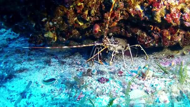 Diving in the Mediterranean Sea - Lobster — Stock Video