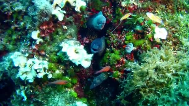 Immersioni nel Mediterraneo - Anguilla murena — Video Stock
