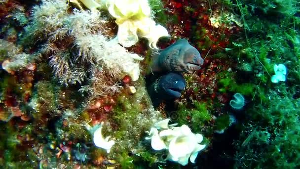 Buceo en el Mar Mediterráneo - Moray anguila — Vídeo de stock