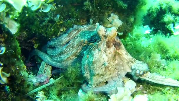 Buceo en el Mar Mediterráneo — Vídeo de stock